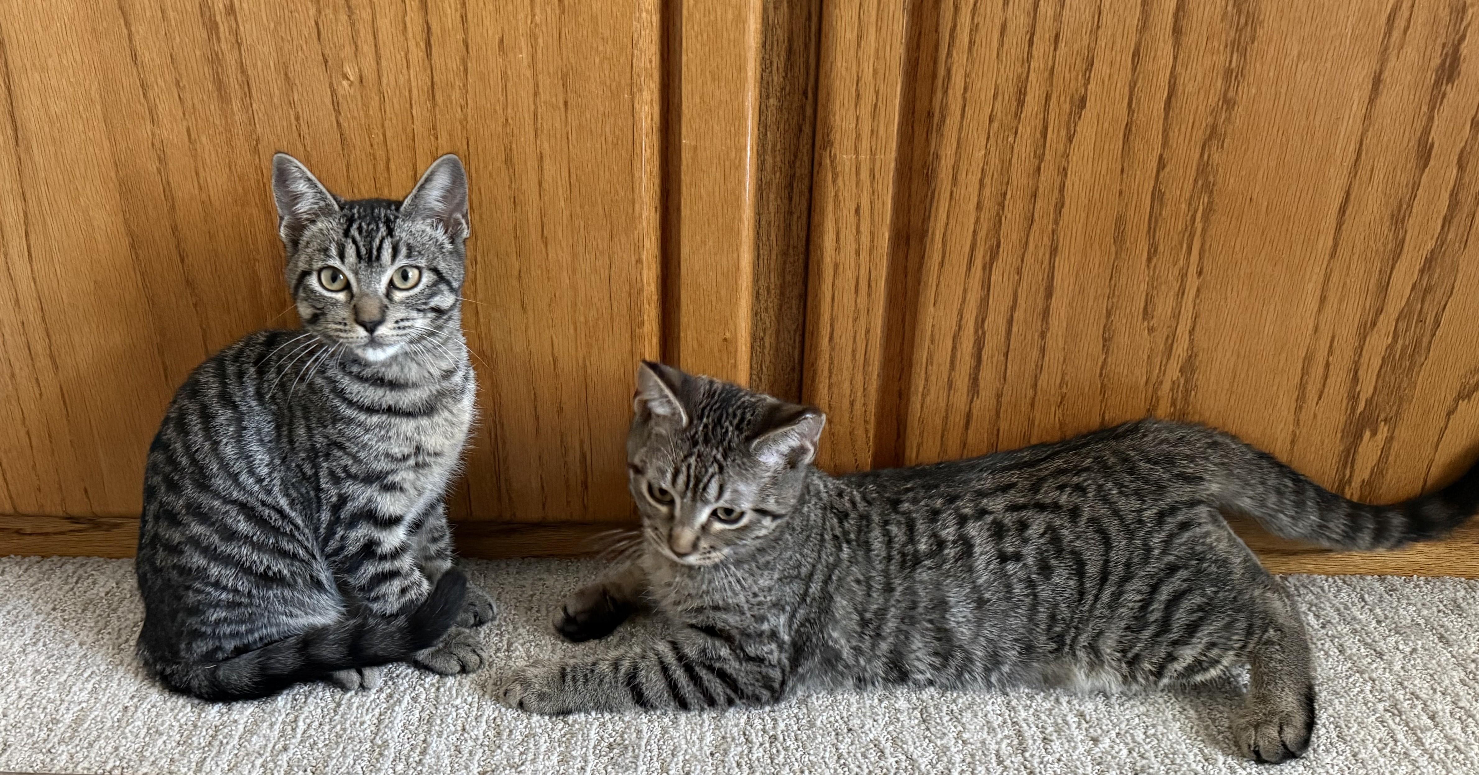 Enlarge Peter and Paul, an adopted Domestic Short Hair in DeLand, FL image 1/1