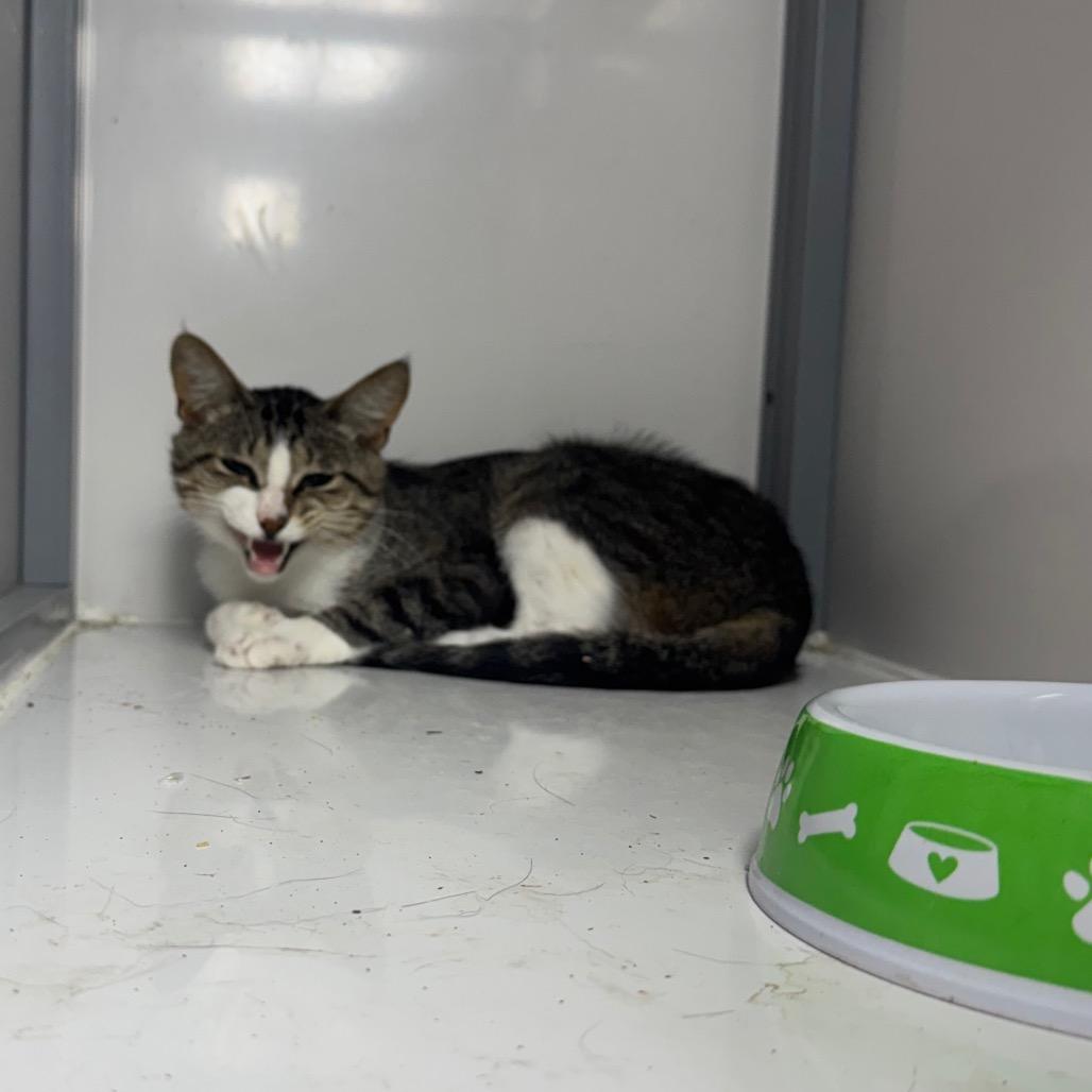 Luca, Adoptable, Adult Male Domestic Short Hair.