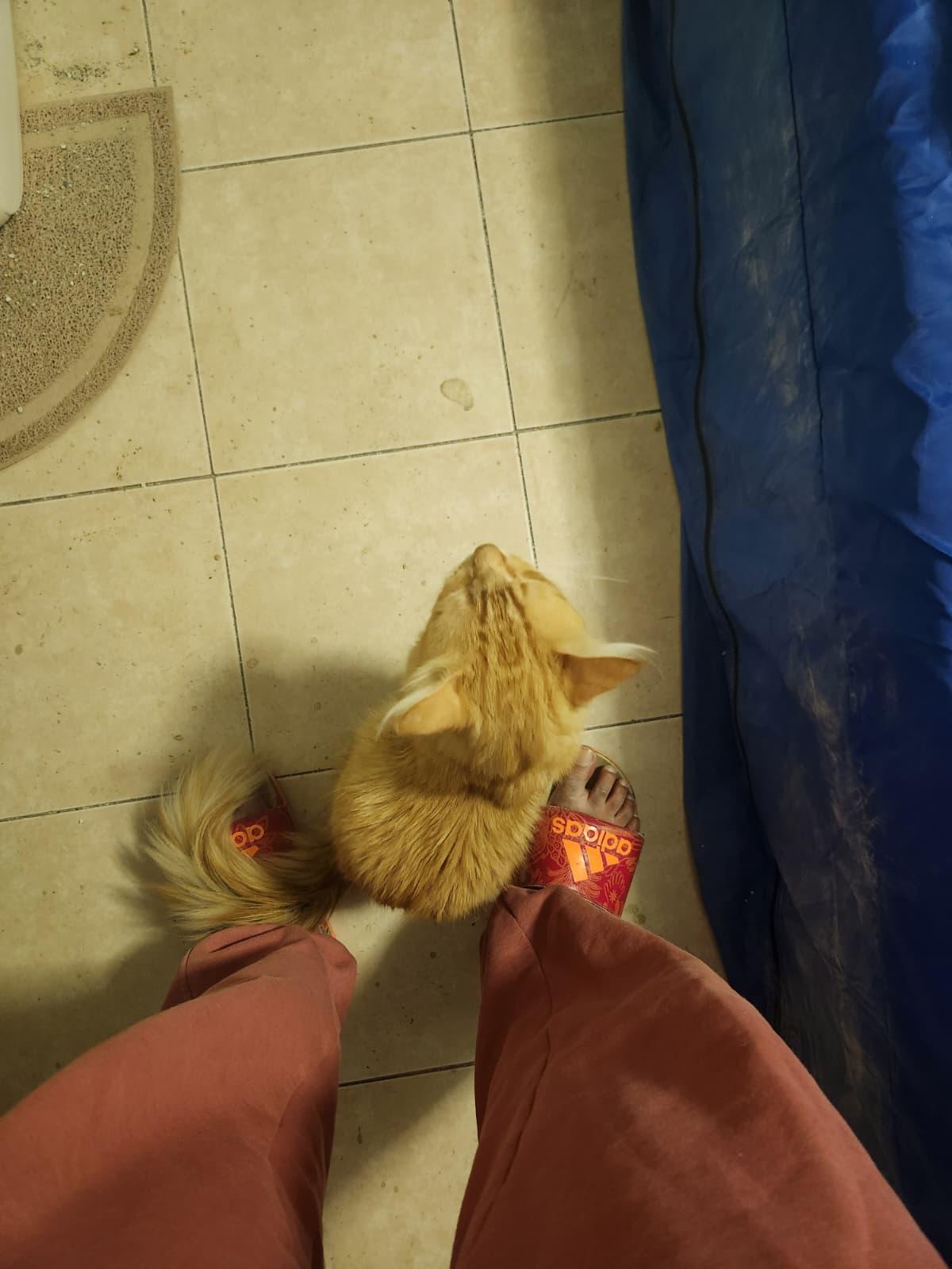 Maxwell, a Adoptable Domestic Long Hair in Florham Park, NJ image 4/6