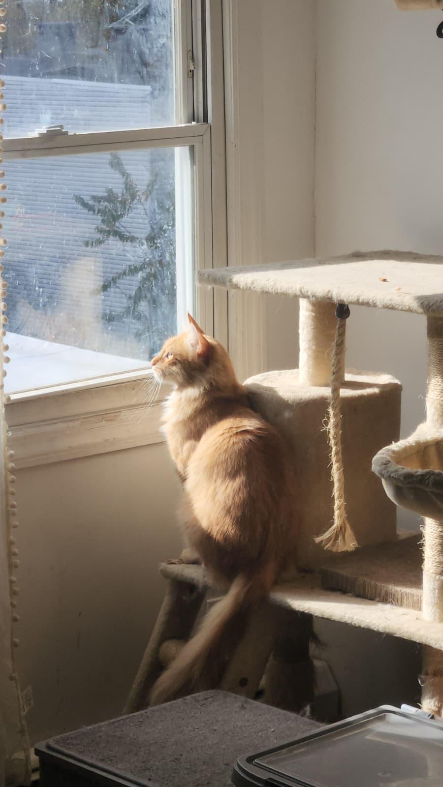 Maxwell, a Adoptable Domestic Long Hair in Florham Park, NJ image 2/6