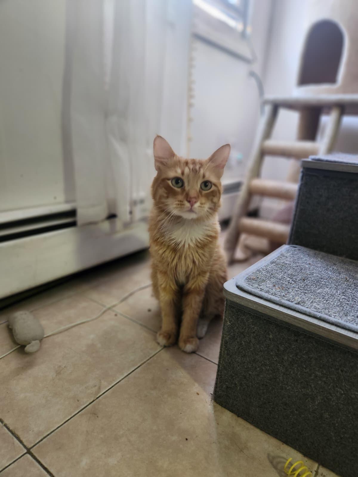 Maxwell, Adoptable, Young Male Domestic Long Hair.