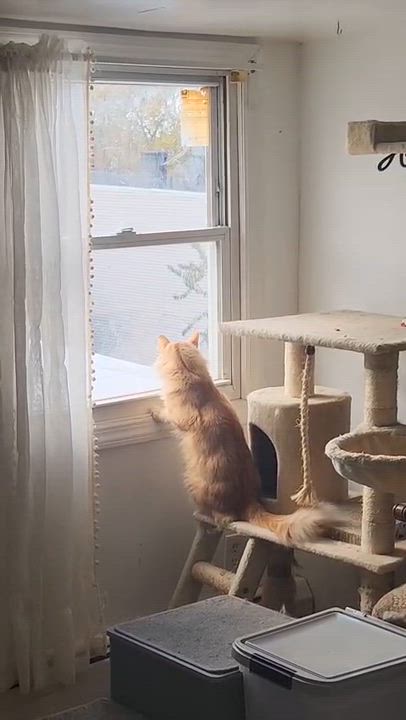 Enlarge Maxwell, a Adoptable Domestic Long Hair in Florham Park, NJ video 5/6