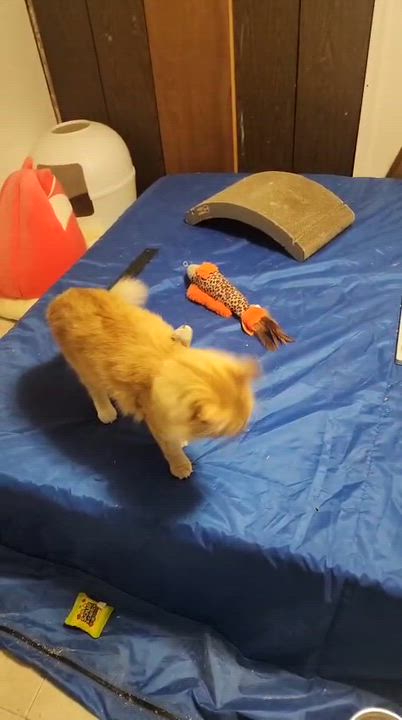 Enlarge Maxwell, a Adoptable Domestic Long Hair in Florham Park, NJ video 6/6