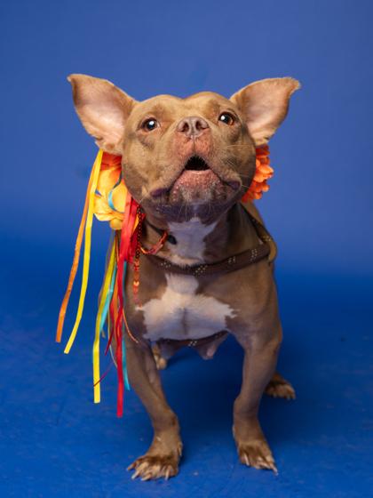 Kyaria, Adoptable, Adult Female Mixed Breed & Mixed Breed.