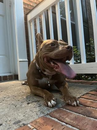 Kyaria, a Adoptable Mixed Breed in Atlanta, GA image 2/3