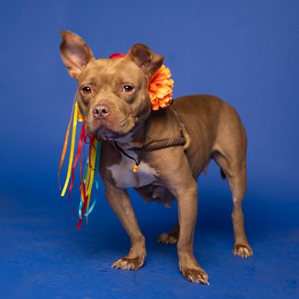 Enlarge Kyaria, a Adoptable Mixed Breed in Atlanta, GA image 3/3