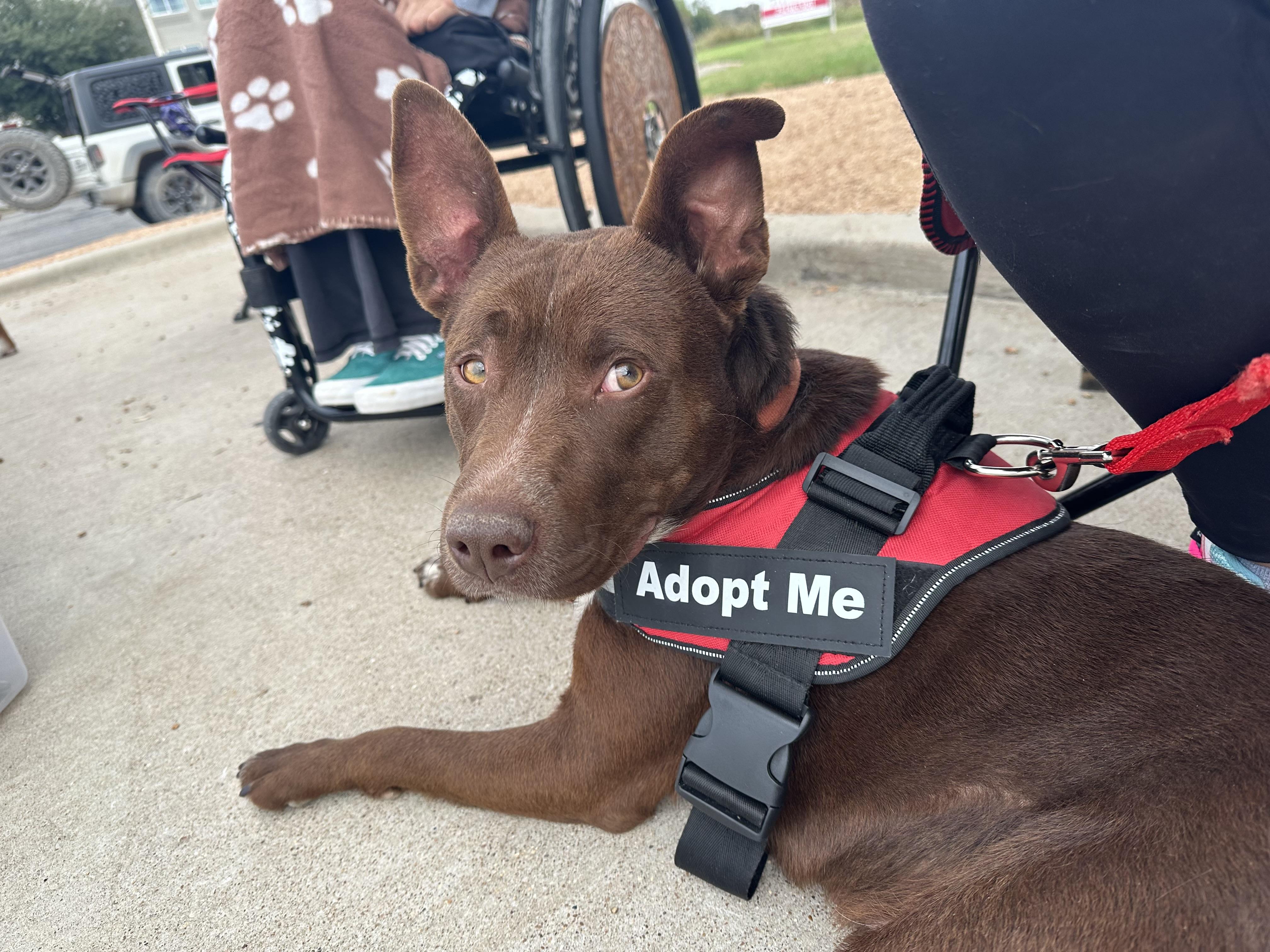 BOSS-Bright Boy, a Adoptable mixed breed in Bedminster, NJ image 5/6