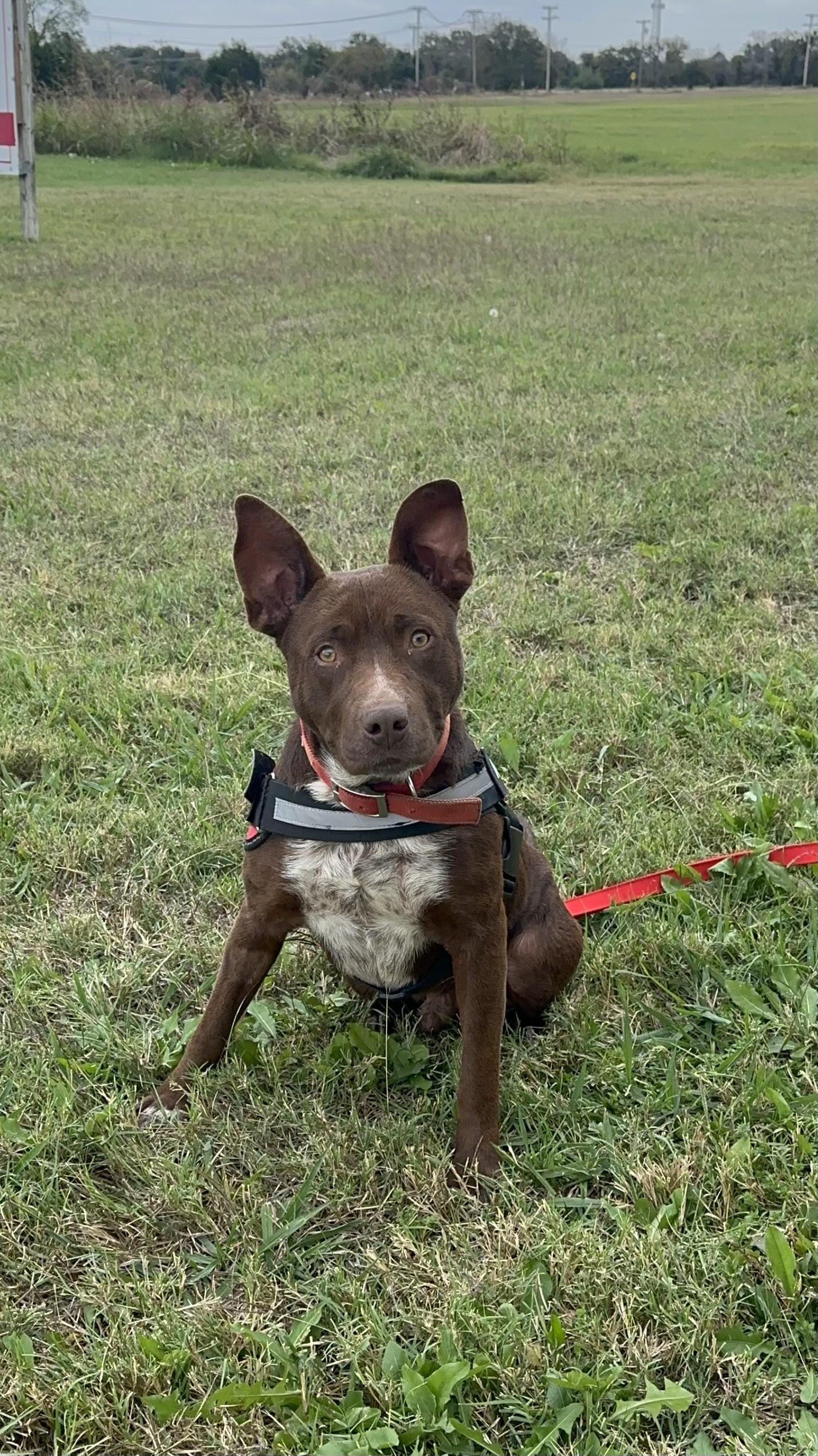BOSS-Bright Boy, a Adoptable mixed breed in Bedminster, NJ image 2/6