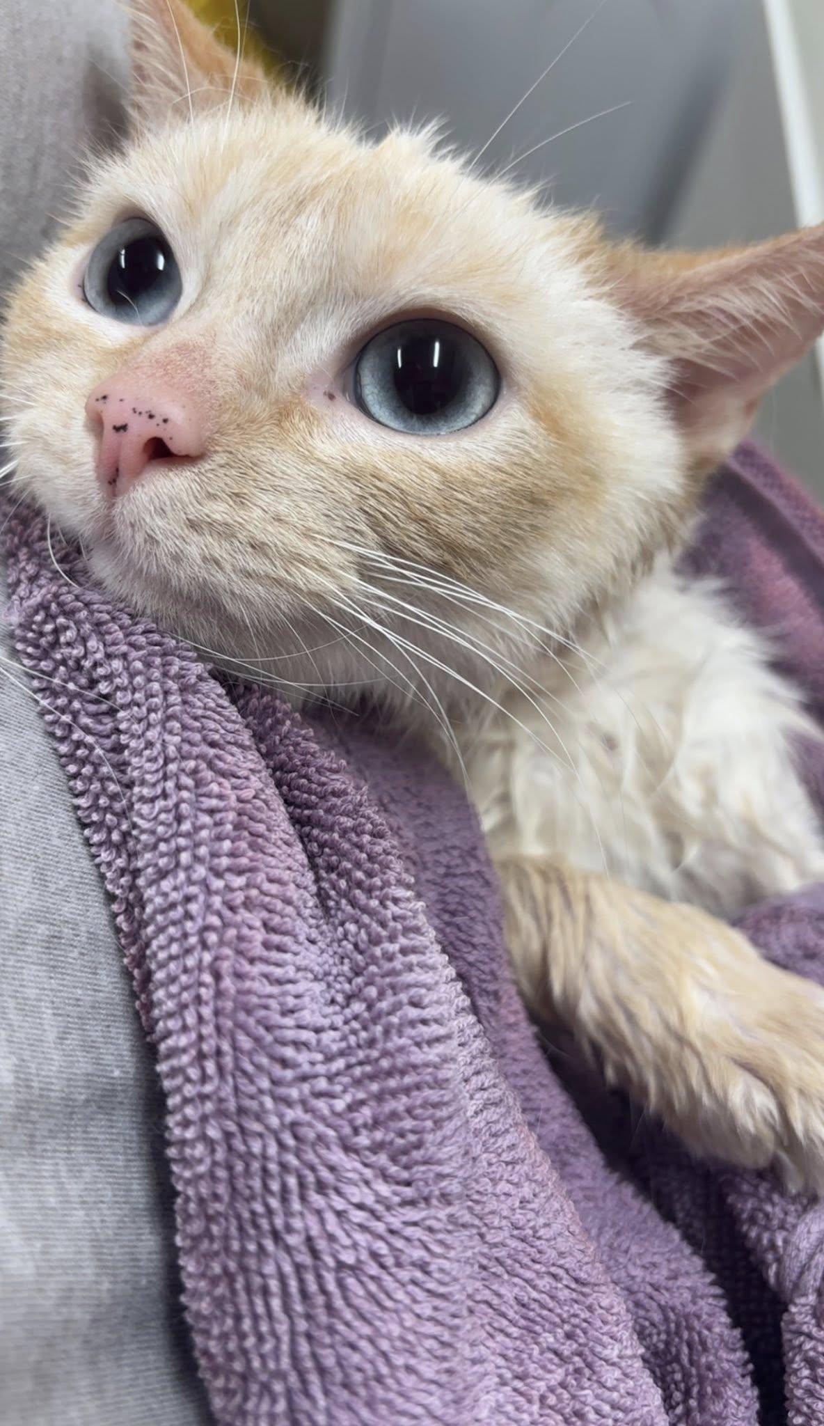 Enlarge Strawberry, a Adopted Siamese in Holland, MI image 2/3