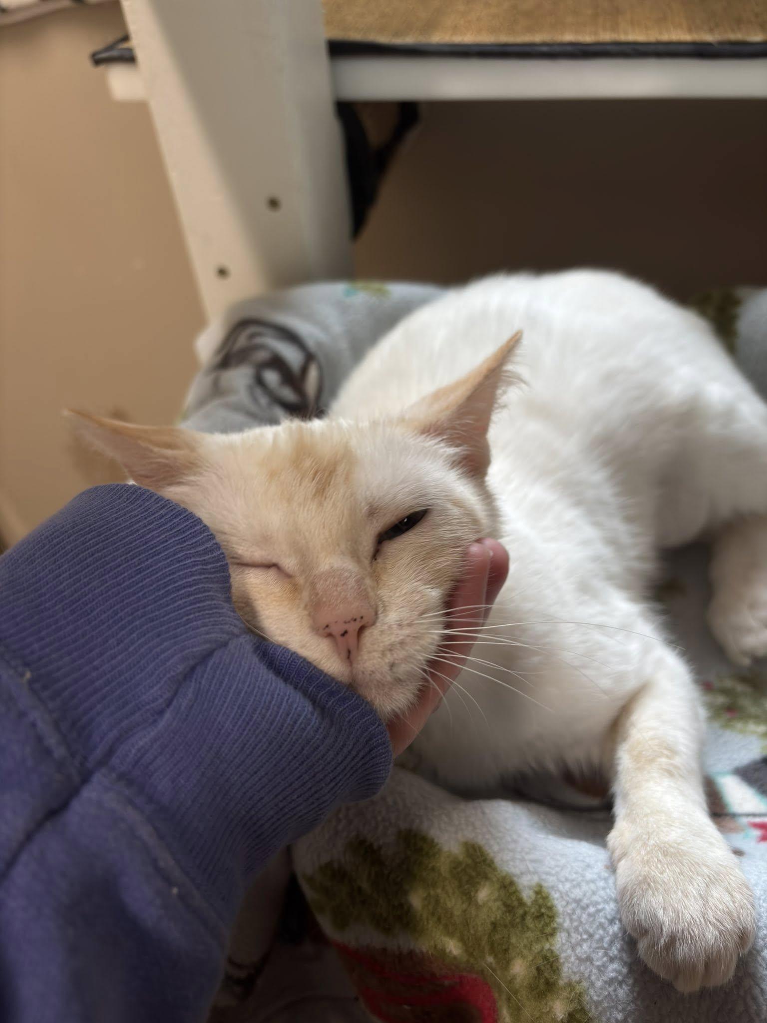 Enlarge Strawberry, a Adopted Siamese in Holland, MI image 3/3