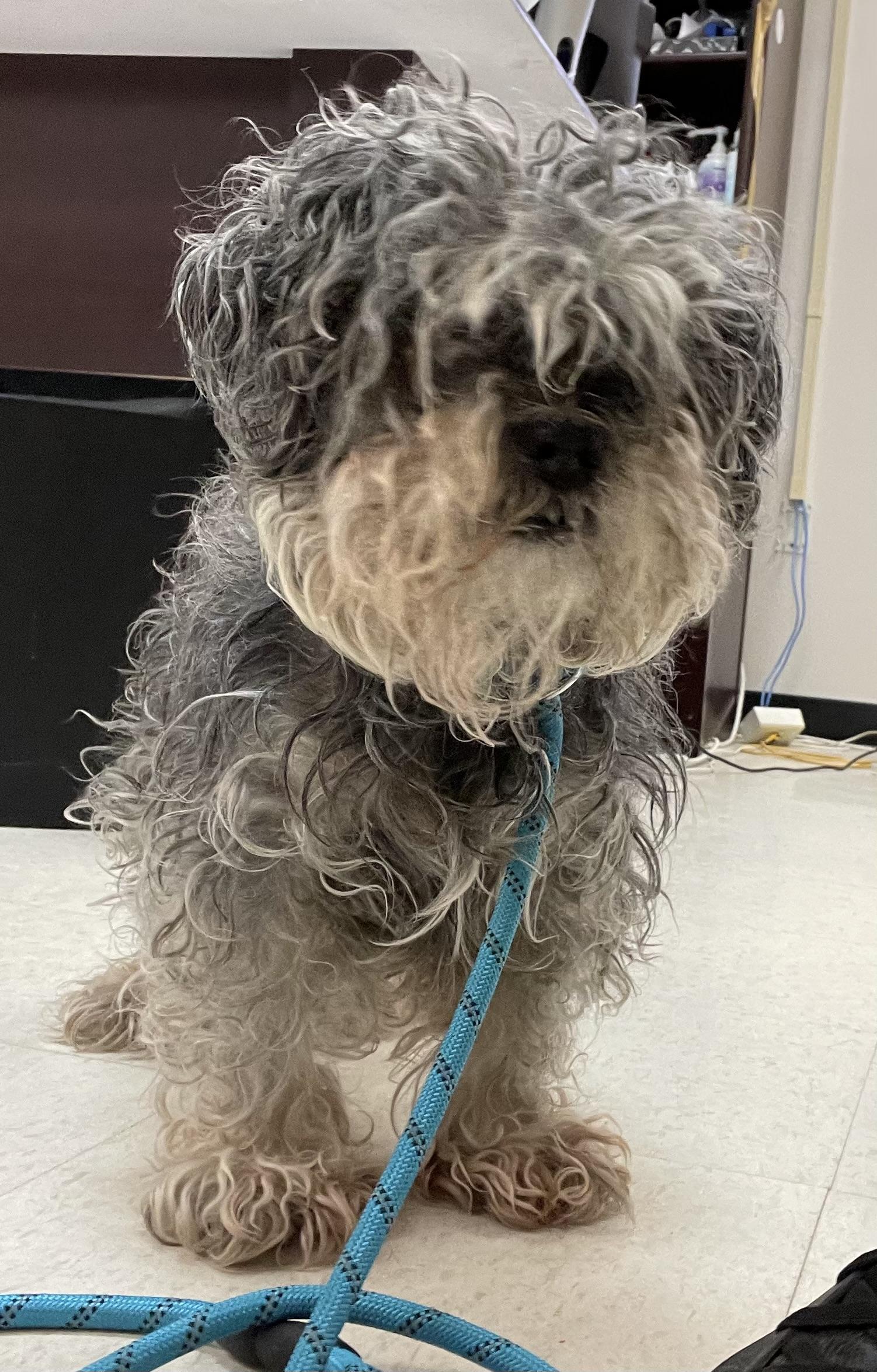 Enlarge Esther ADOPTED , an adopted mixed breed in Canton, OH image 1/1