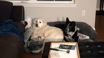 Enlarge Susan, a ADOPTABLE Great Pyrenees in Downers Grove, IL image 2/3