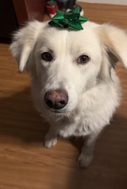 Enlarge Susan, a ADOPTABLE Great Pyrenees in Downers Grove, IL image 1/3