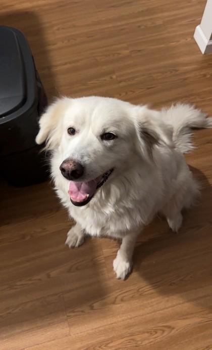 Enlarge Susan, a ADOPTABLE Great Pyrenees in Downers Grove, IL image 3/3