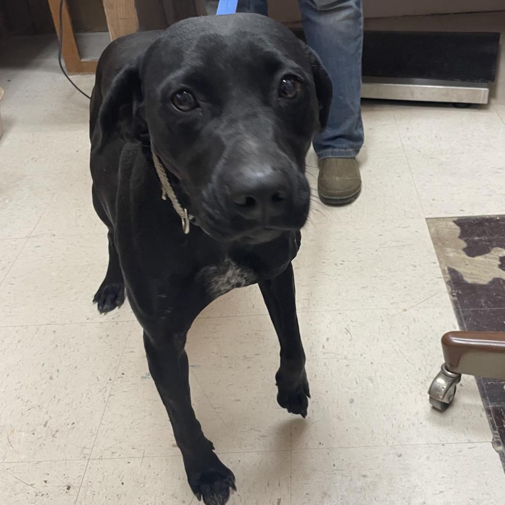 Baby, Adoptable, Adult Female Black Labrador Retriever.