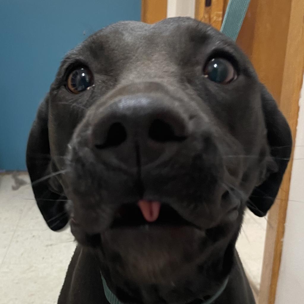 Enlarge Baby, a Adoptable Black Labrador Retriever in Green Forest, AR image 3/5