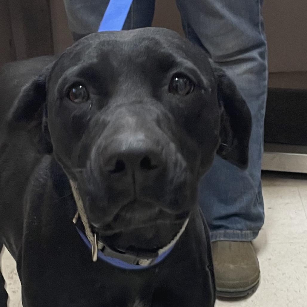 Enlarge Baby, a Adoptable Black Labrador Retriever in Green Forest, AR image 4/5
