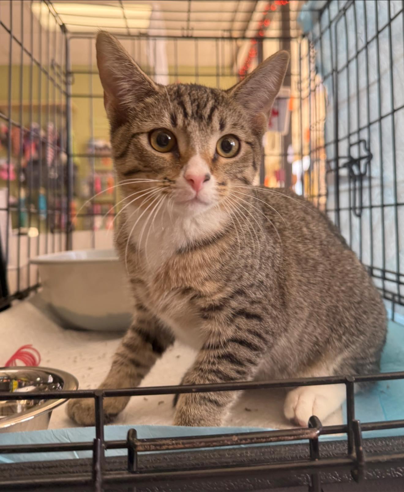 Enlarge Enid Sinclair, a Adoptable Domestic Short Hair in Wilmington, NC image 1/2