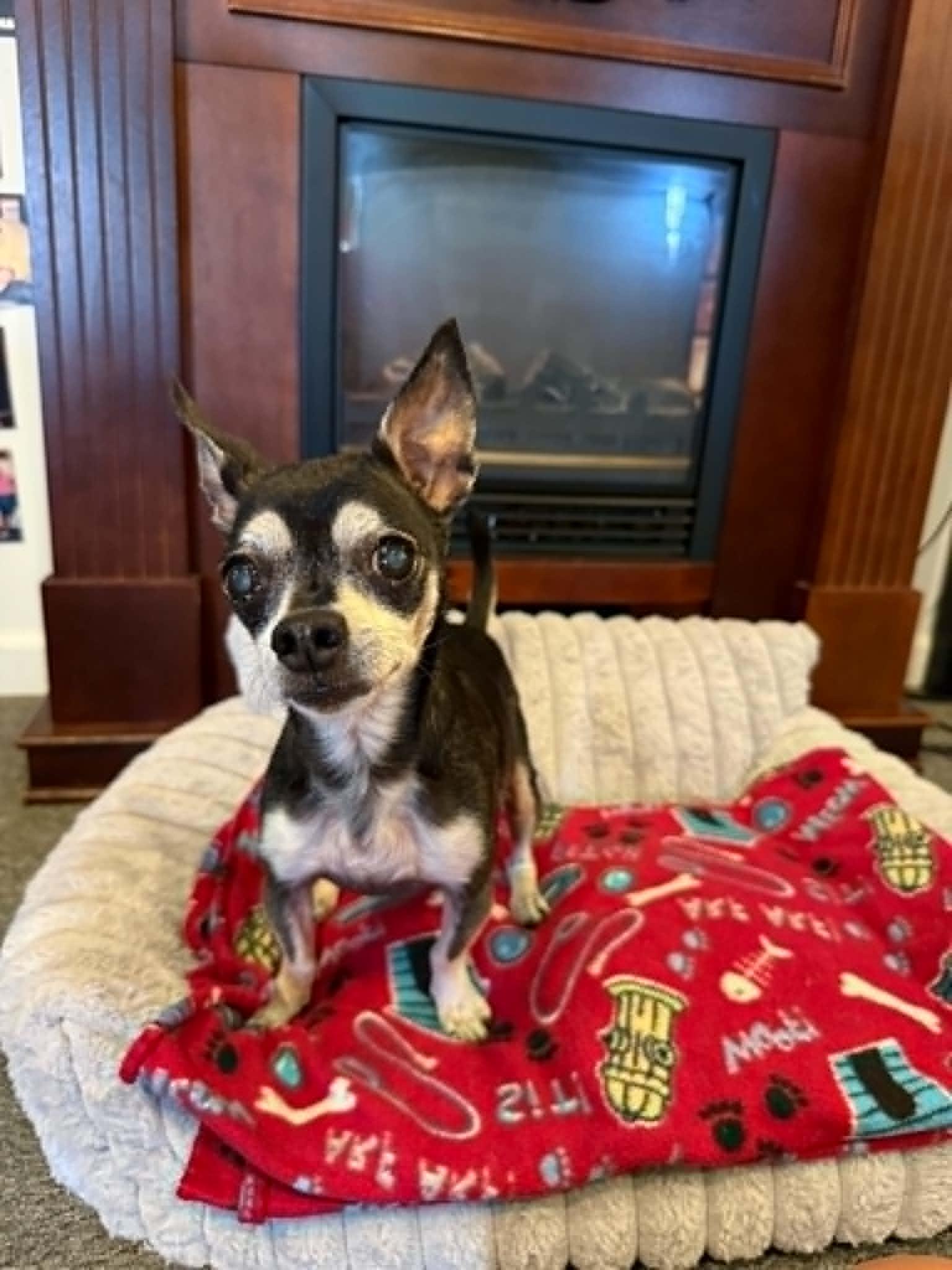 Enlarge LUCY, a Adoptable Chihuahua in Port Clinton, OH image 2/3