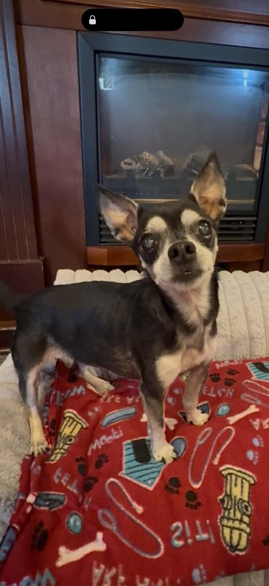 Enlarge LUCY, a Adoptable Chihuahua in Port Clinton, OH image 3/3