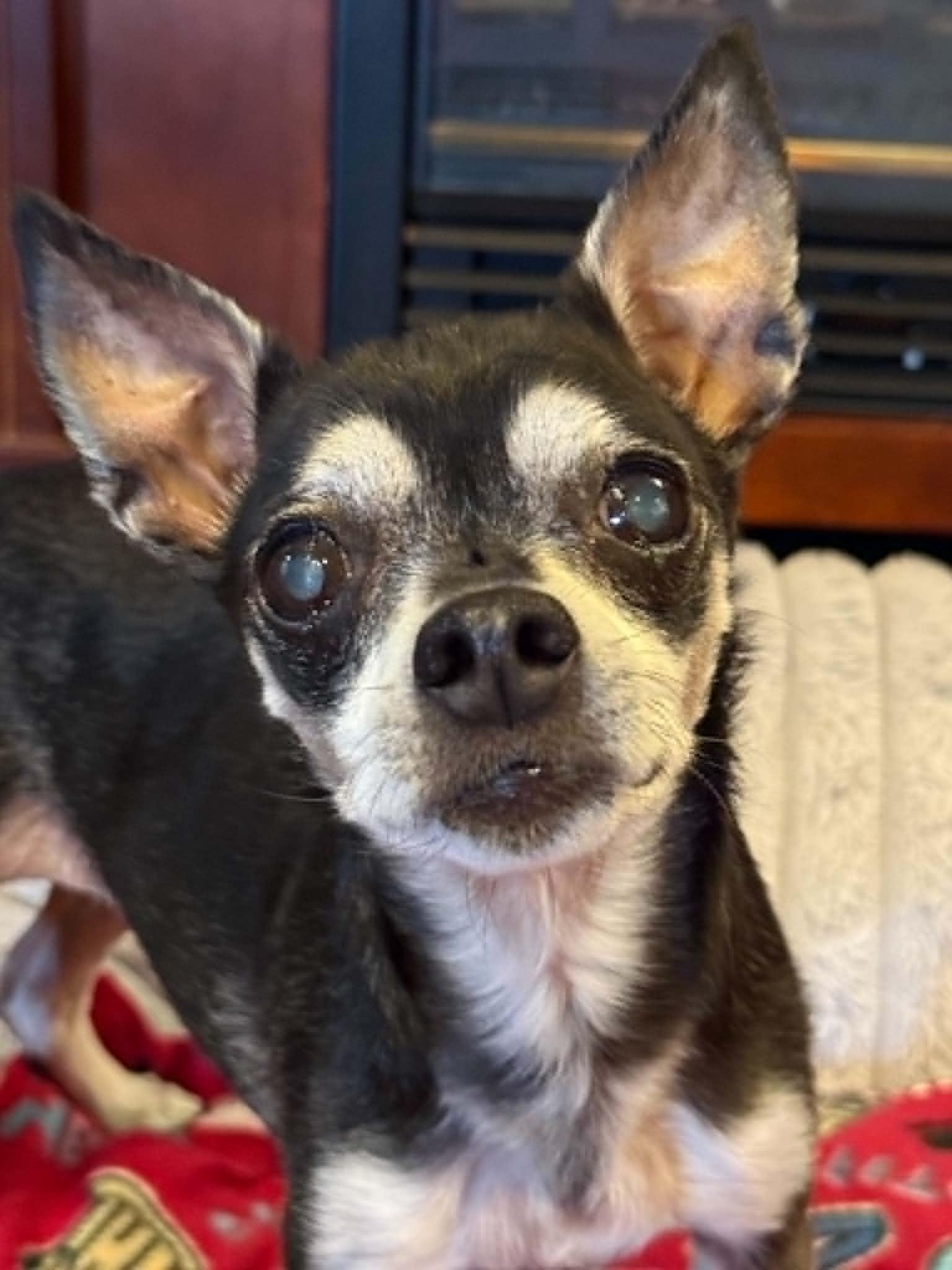LUCY, Adoptable, Adult Female Chihuahua.