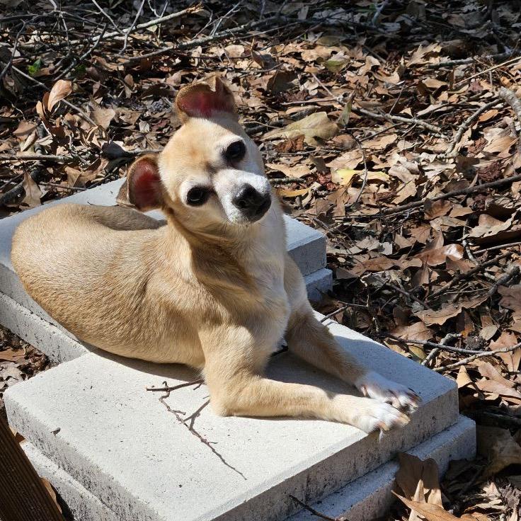 Kima, Adoptable, Adult Female Chihuahua.