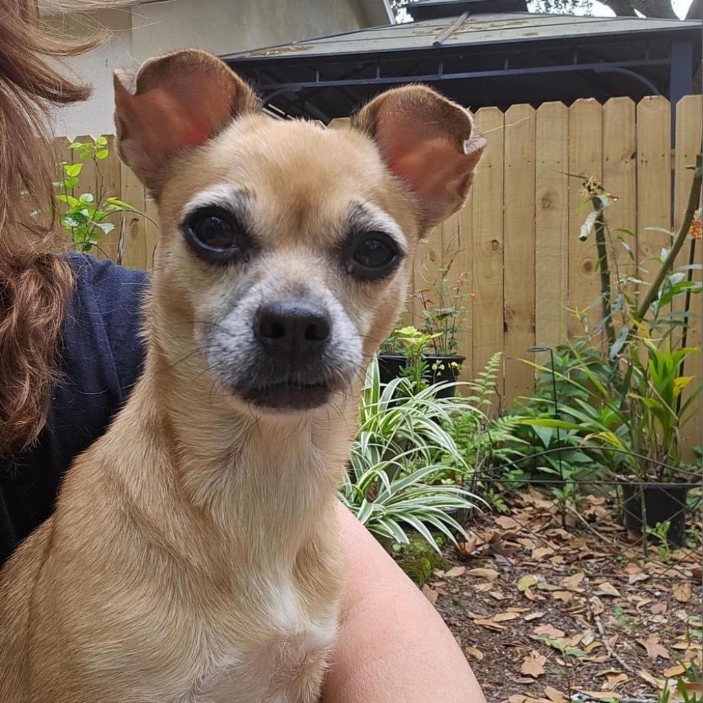 Enlarge Kima, a Adoptable Chihuahua in Lutz, FL image 1/6
