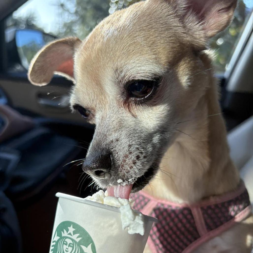 Enlarge Kima, a Adoptable Chihuahua in Lutz, FL image 2/6