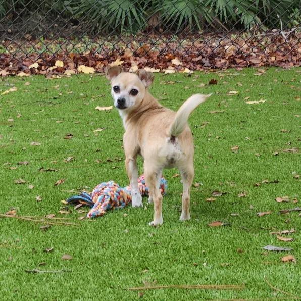 Enlarge Kima, a Adoptable Chihuahua in Lutz, FL image 3/6