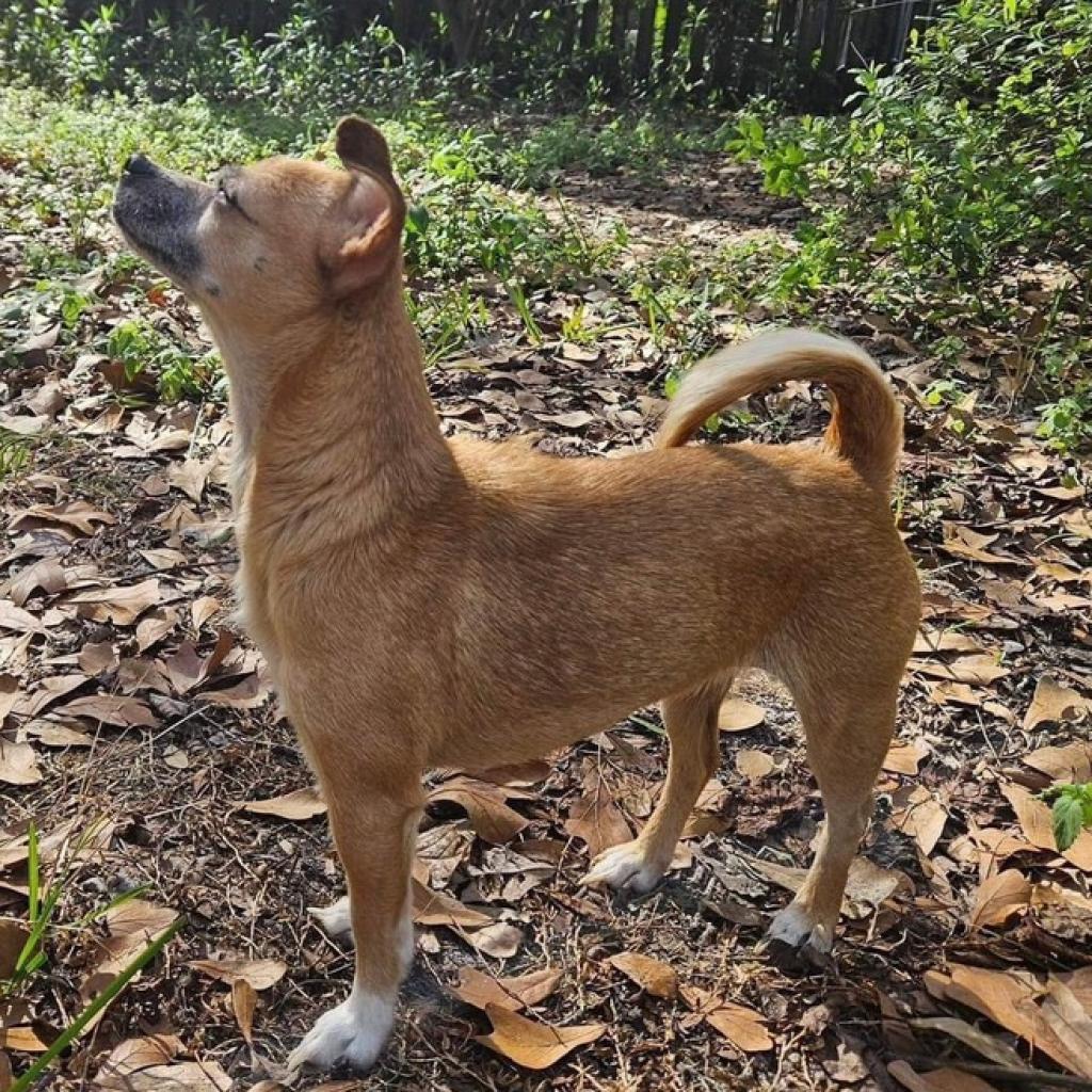 Enlarge Kima, a Adoptable Chihuahua in Lutz, FL image 3/6
