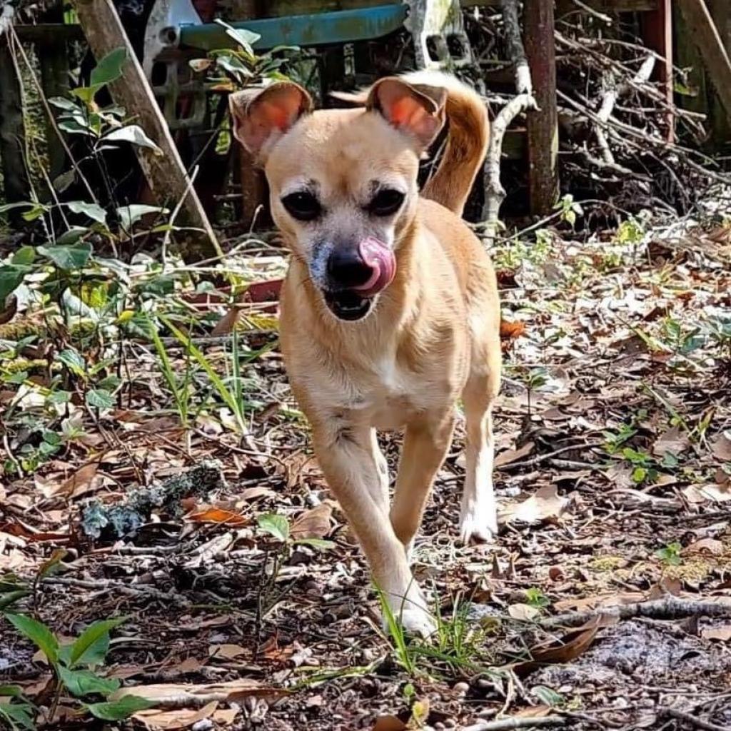 Enlarge Kima, a Adoptable Chihuahua in Lutz, FL image 4/6