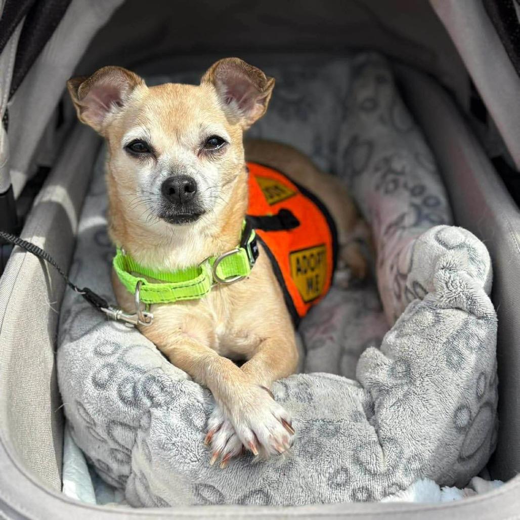 Enlarge Kima, a Adoptable Chihuahua in Lutz, FL image 6/6