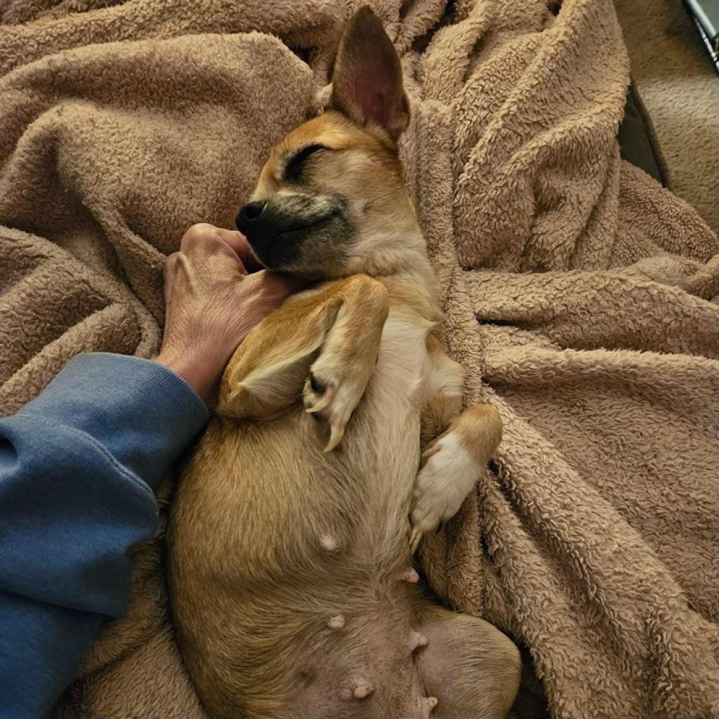 Enlarge Kima, a Adoptable Chihuahua in Lutz, FL image 5/6