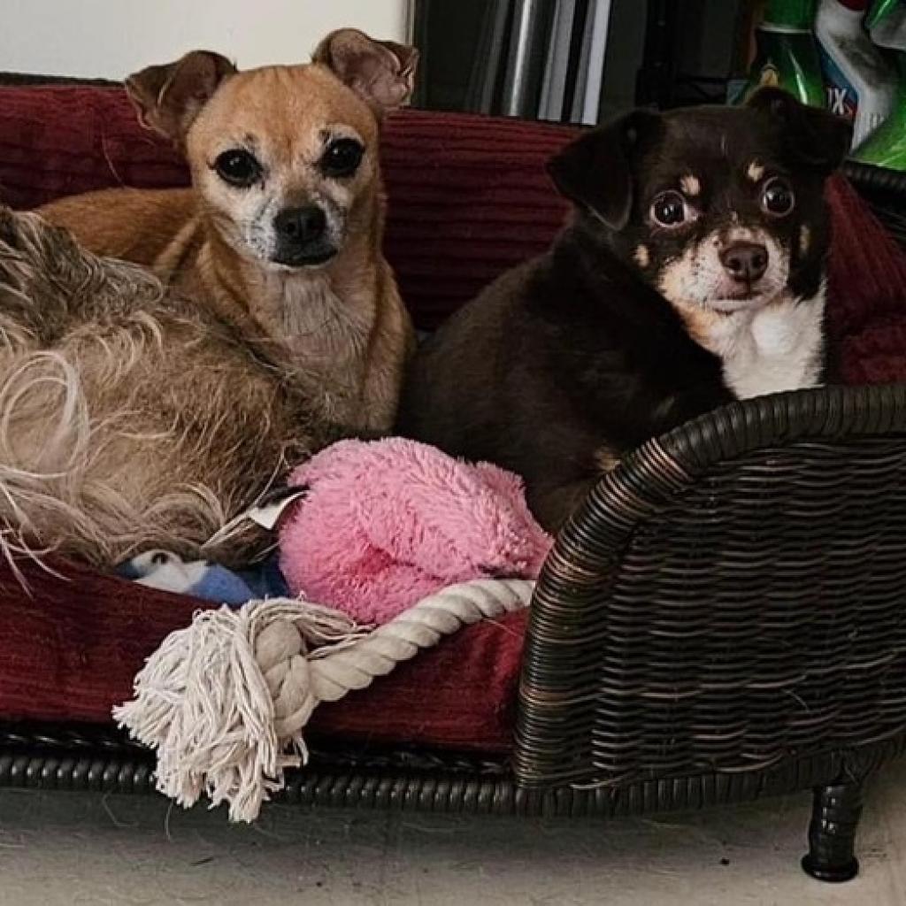 Enlarge Kima, a Adoptable Chihuahua in Lutz, FL image 6/6