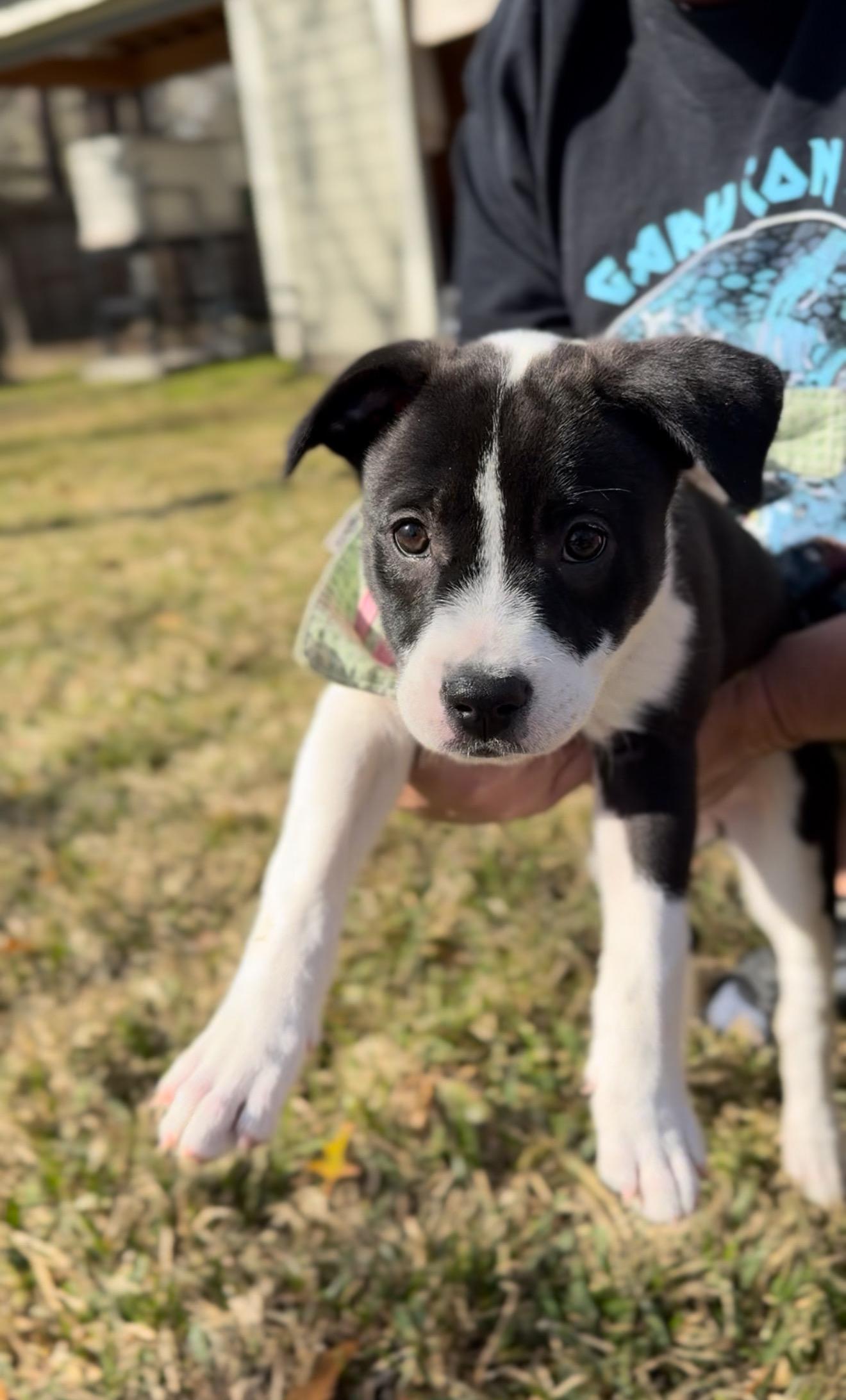 Minnie, adopted, Puppy Female Border Collie.