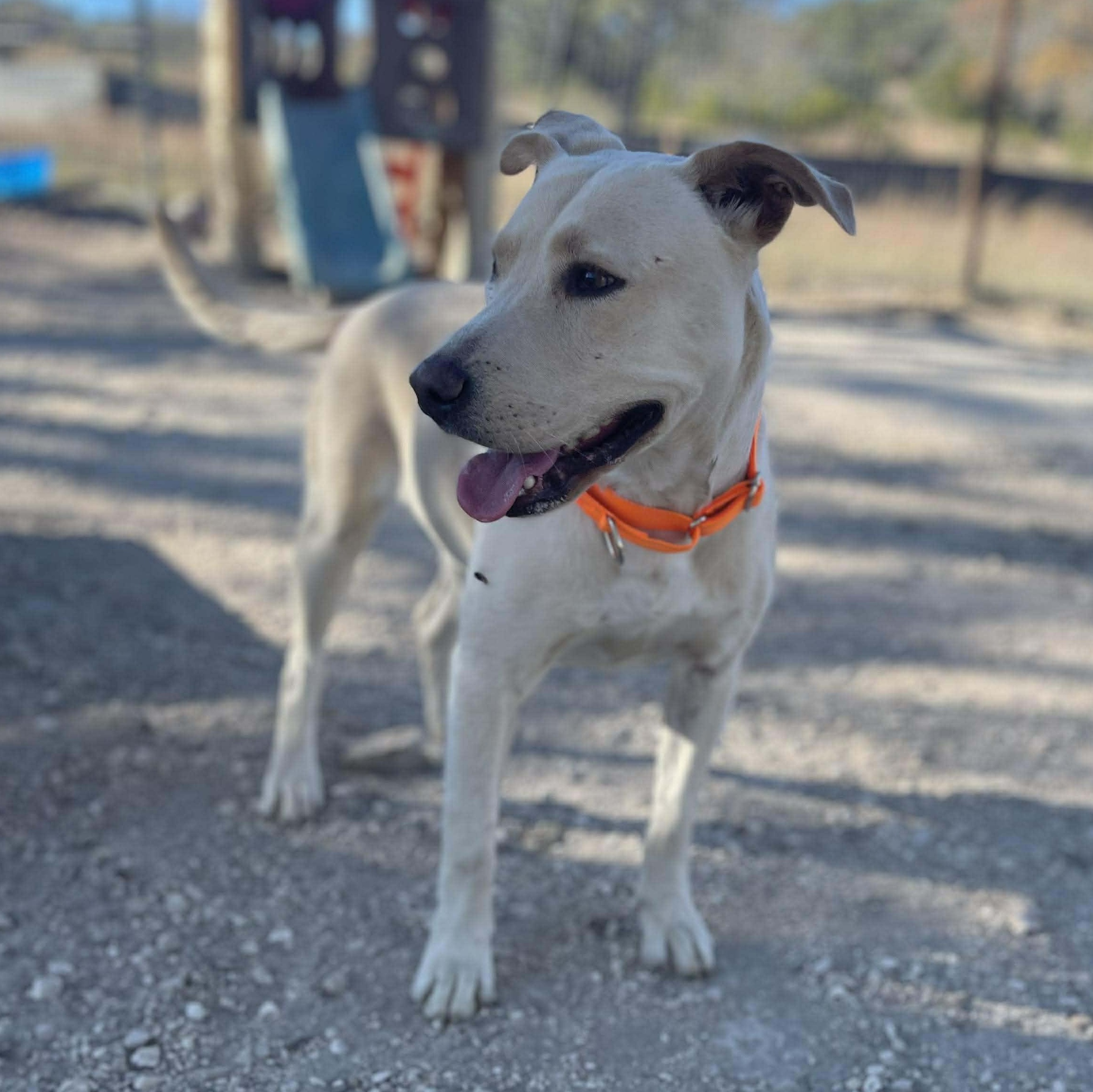 Greta, a Adoptable Labrador Retriever in Center Point, TX image 5/6