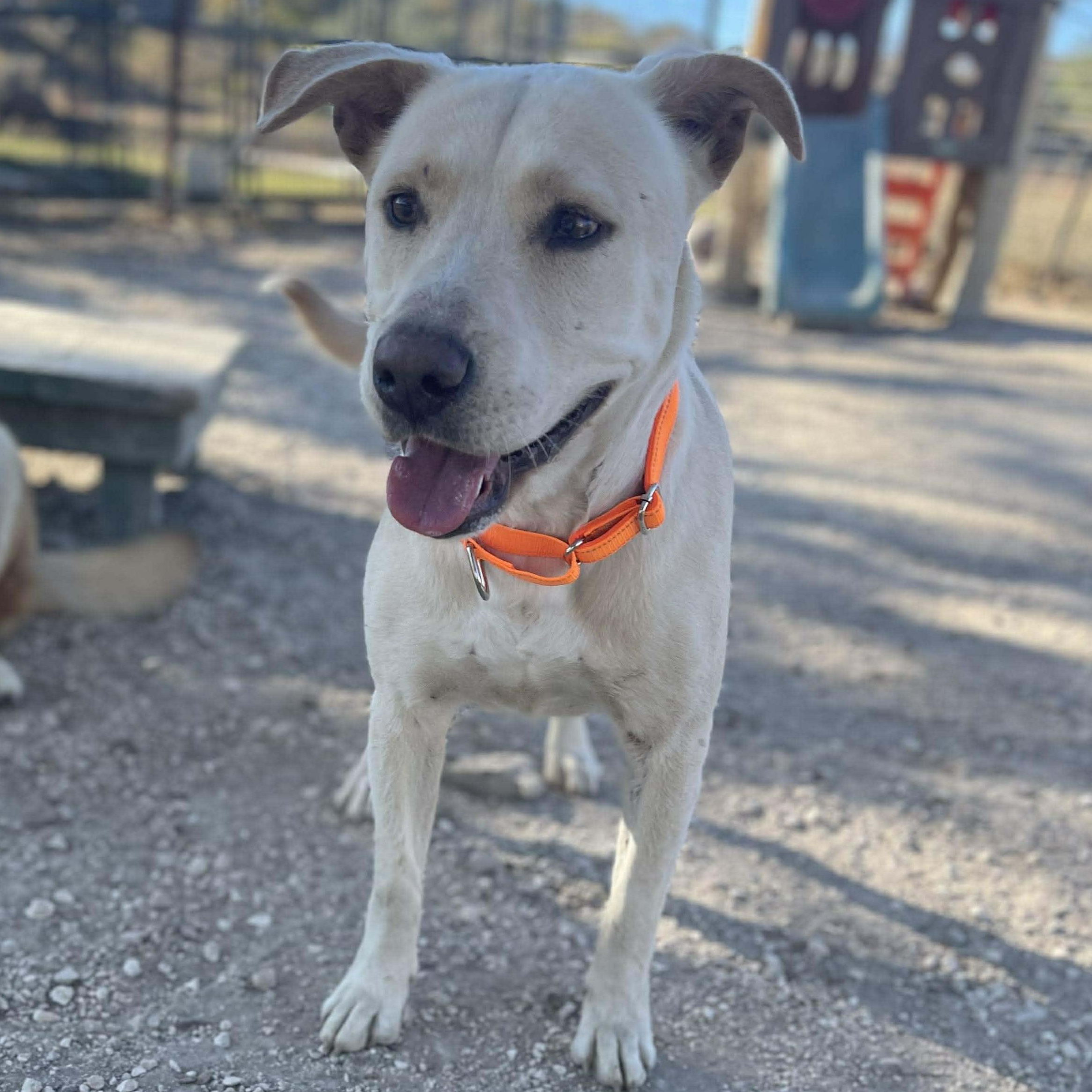 Greta, Adoptable, Young Female Labrador Retriever.