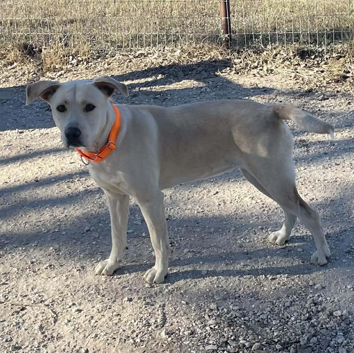 Greta, a Adoptable Labrador Retriever in Center Point, TX image 4/6