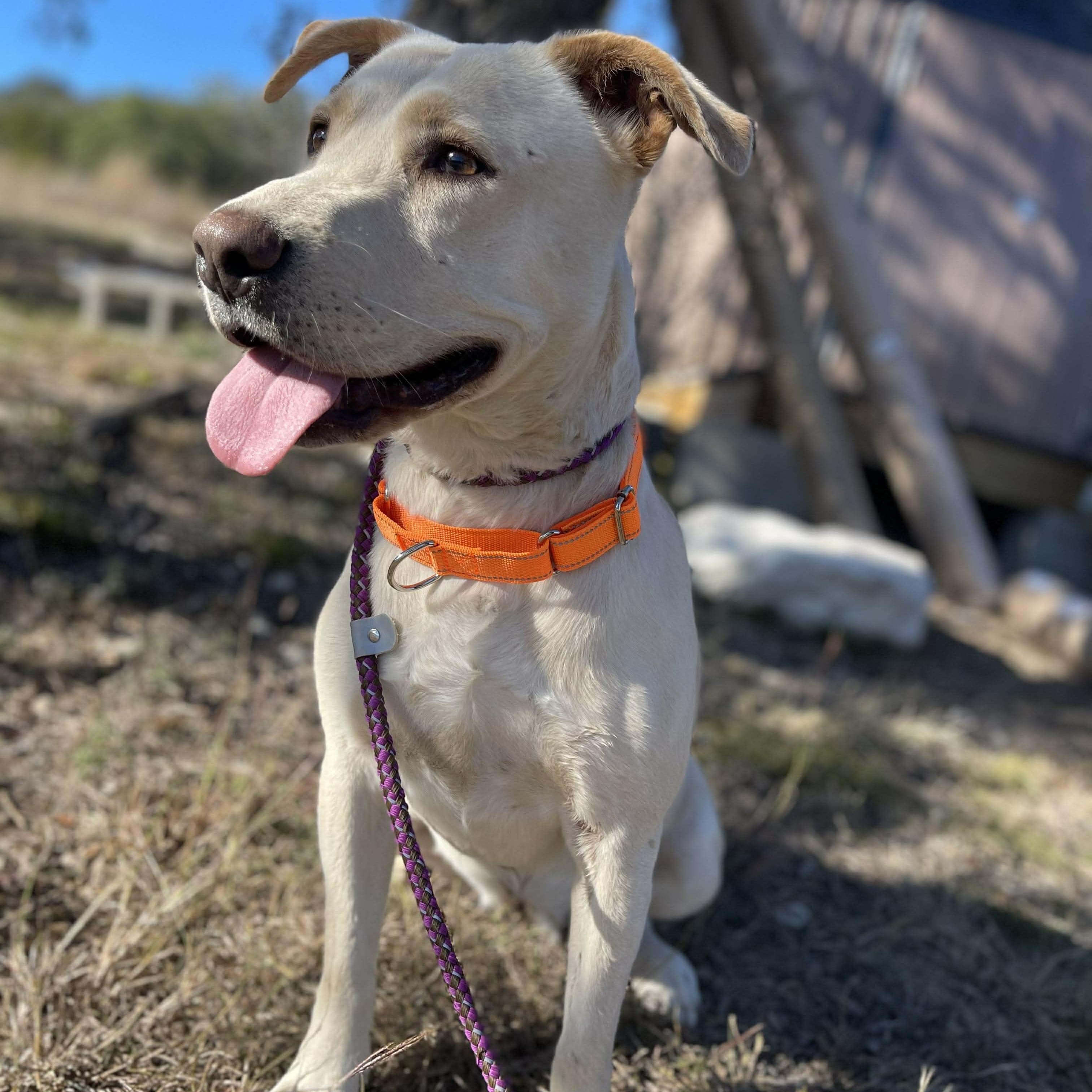Greta, a Adoptable Labrador Retriever in Center Point, TX image 2/6