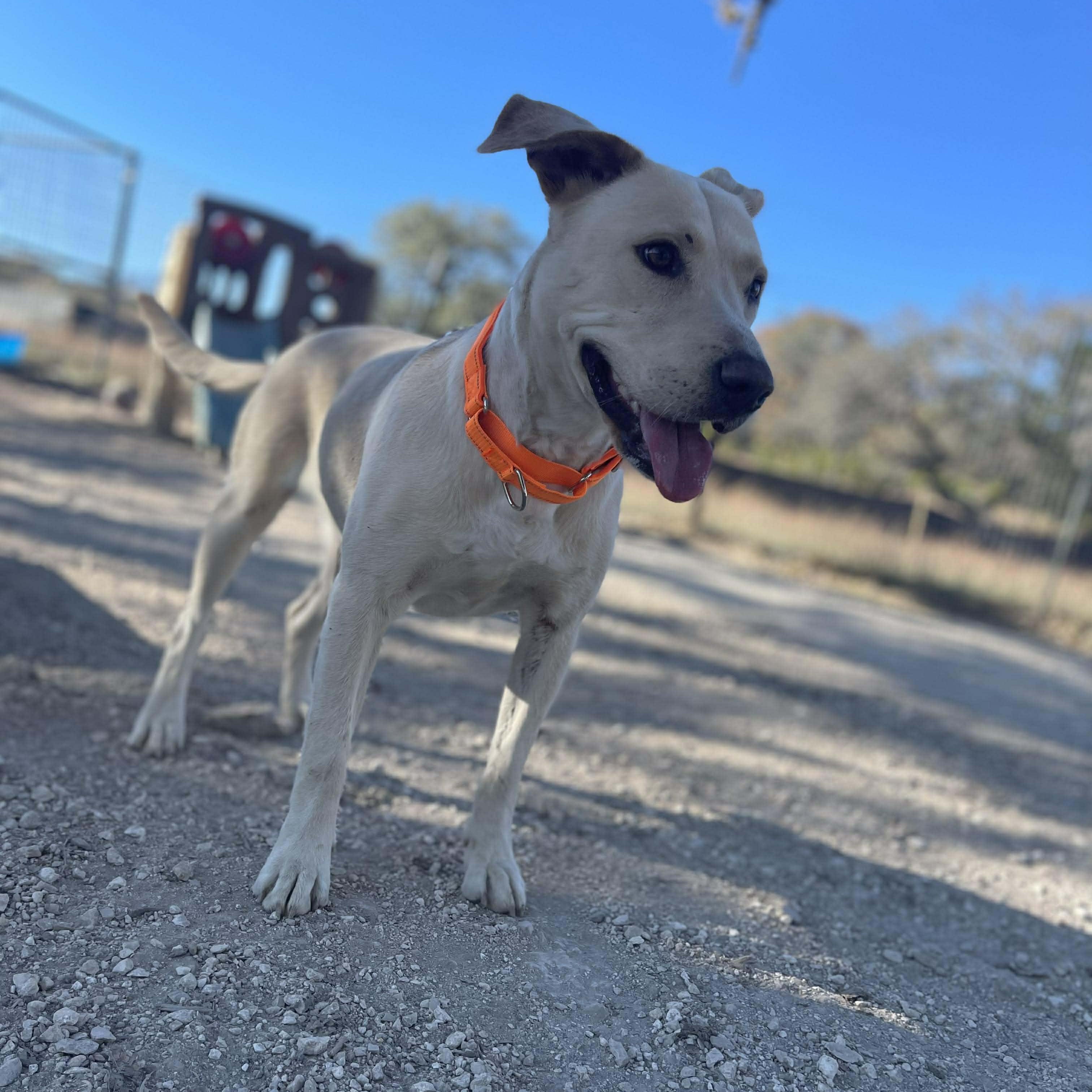 Greta, a Adoptable Labrador Retriever in Center Point, TX image 6/6