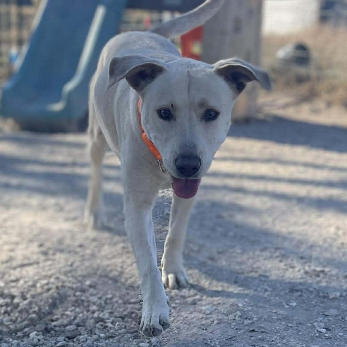 Greta, a Adoptable Labrador Retriever in Center Point, TX image 3/6