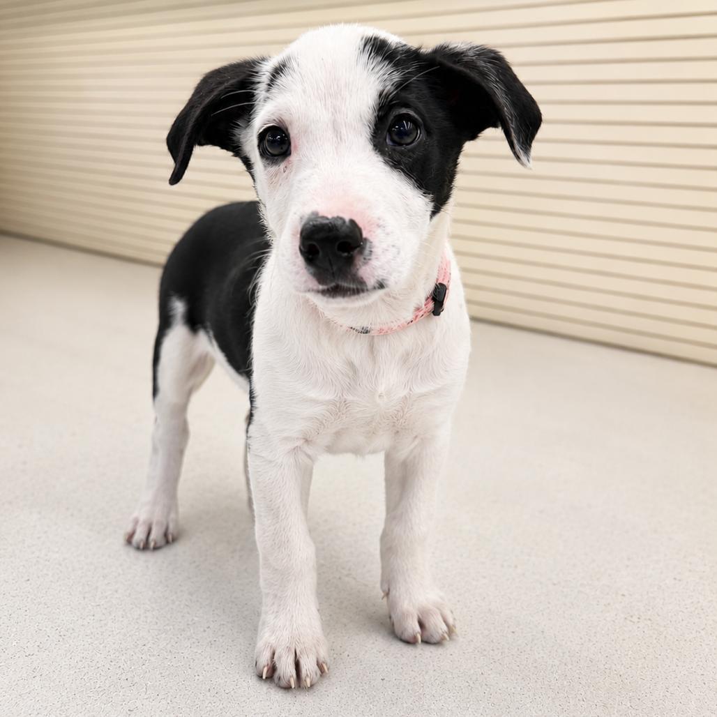ALDER, Adoptable, Puppy Male Terrier.