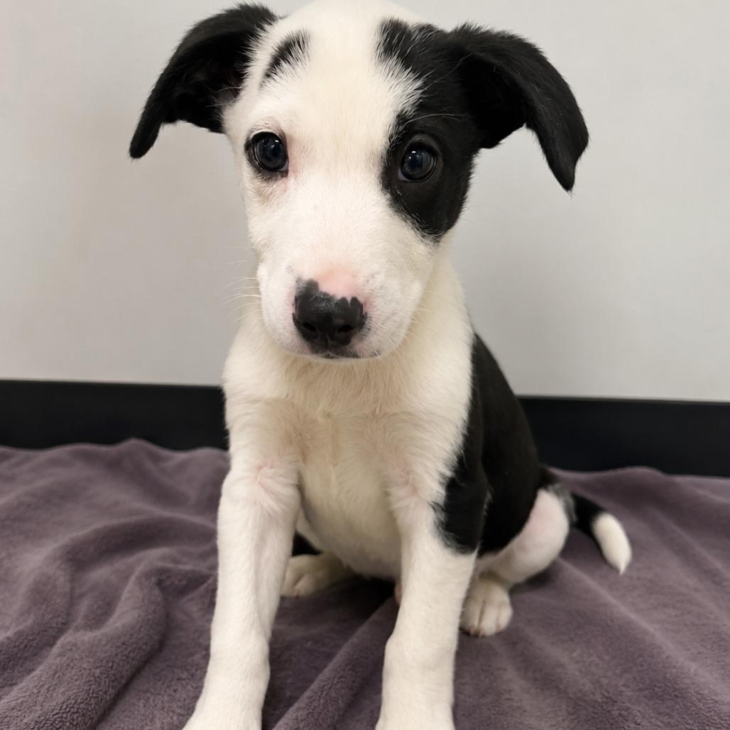 Enlarge ALDER, a Adoptable Terrier in La Grange, KY image 2/6