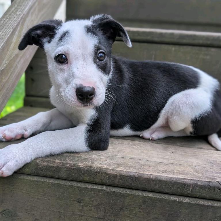 Enlarge ALDER, a Adoptable Terrier in La Grange, KY image 3/6