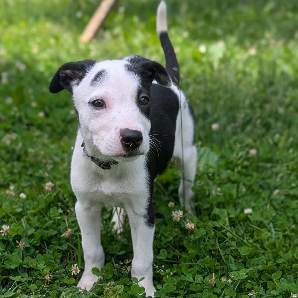 Enlarge ALDER, a Adoptable Terrier in La Grange, KY image 4/6