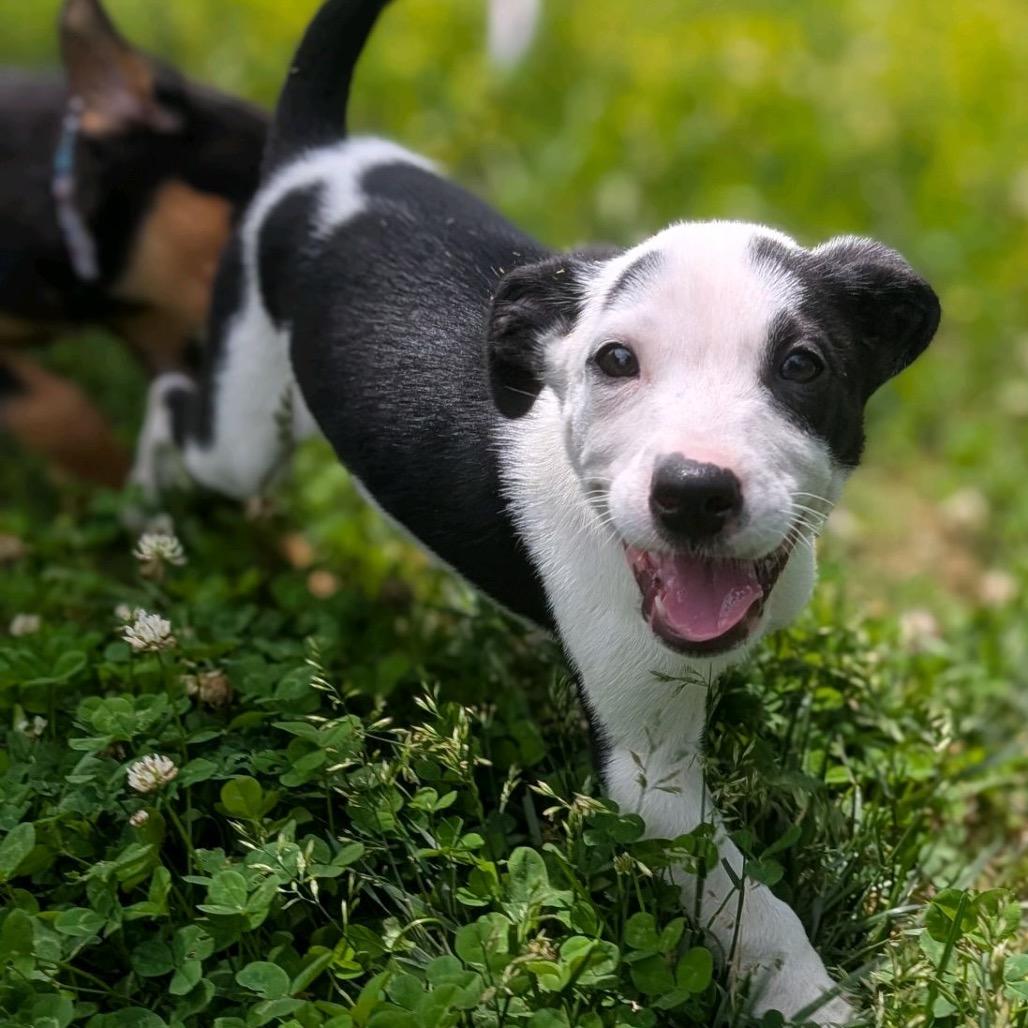 Enlarge ALDER, a Adoptable Terrier in La Grange, KY image 5/6