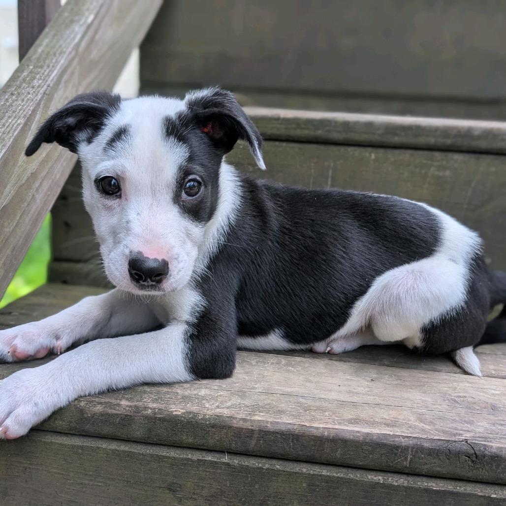 Enlarge ALDER, a Adoptable Terrier in La Grange, KY image 6/6