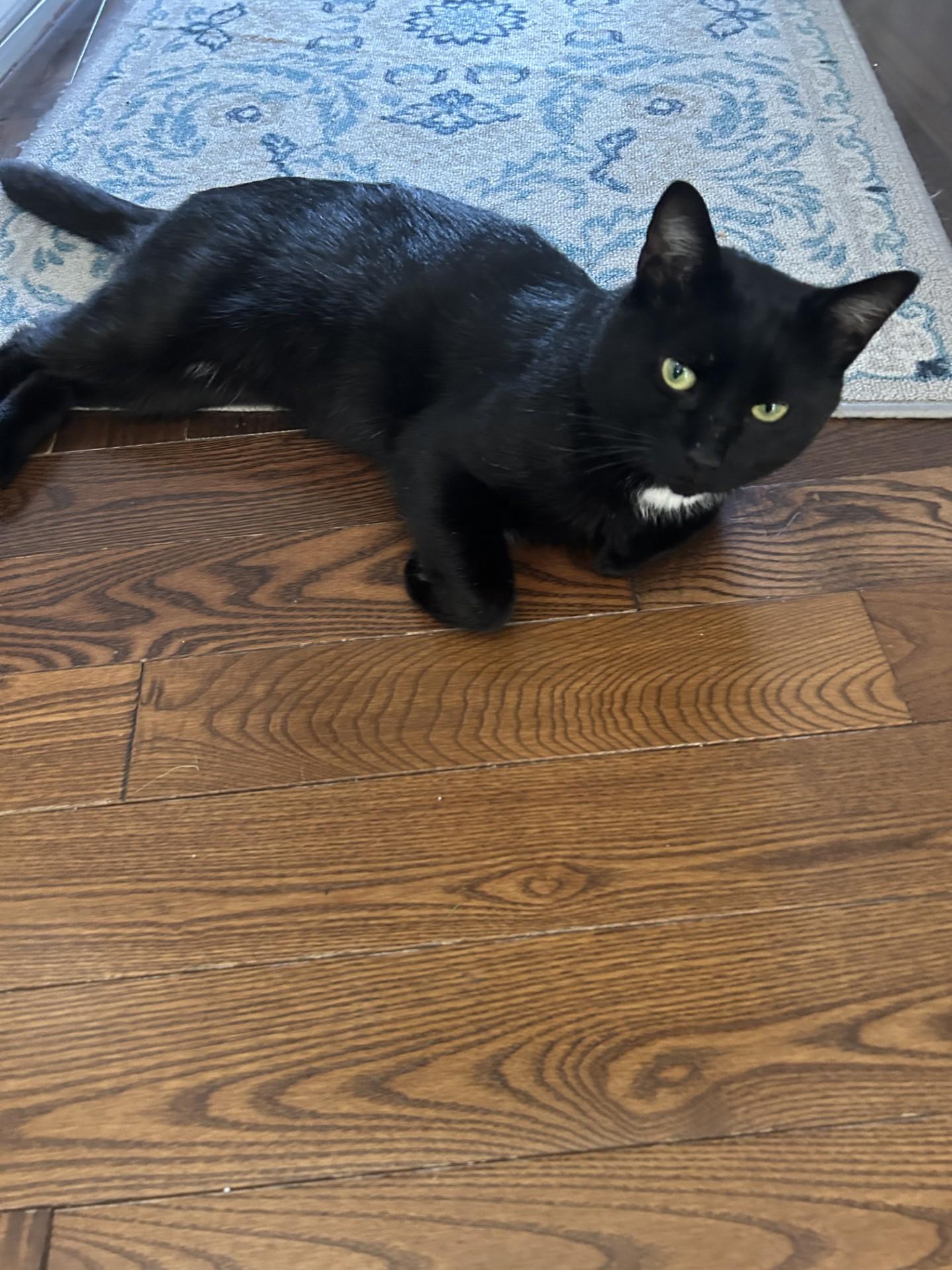 GUS, ADOPTABLE, Adult Male Domestic Short Hair.