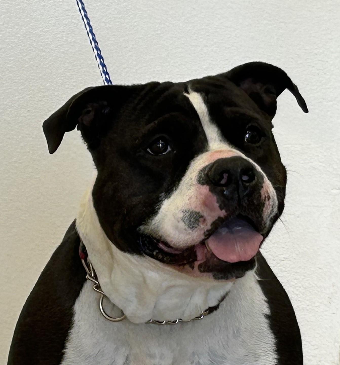 Roxy, Adoptable, Senior Female American Staffordshire Terrier.