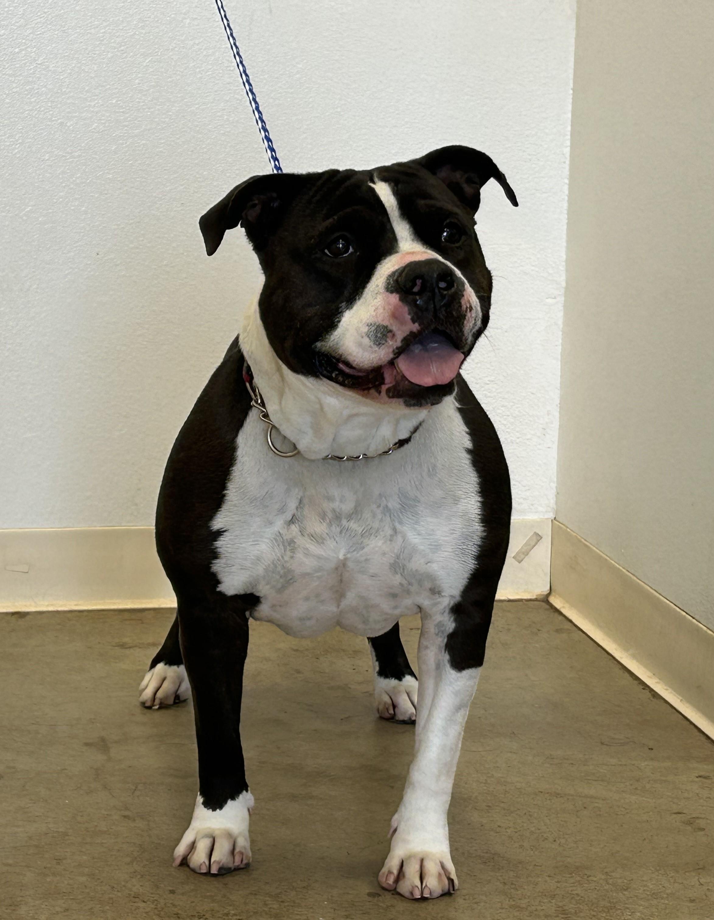Roxy, a Adoptable American Staffordshire Terrier in Greeley, CO image 3/3